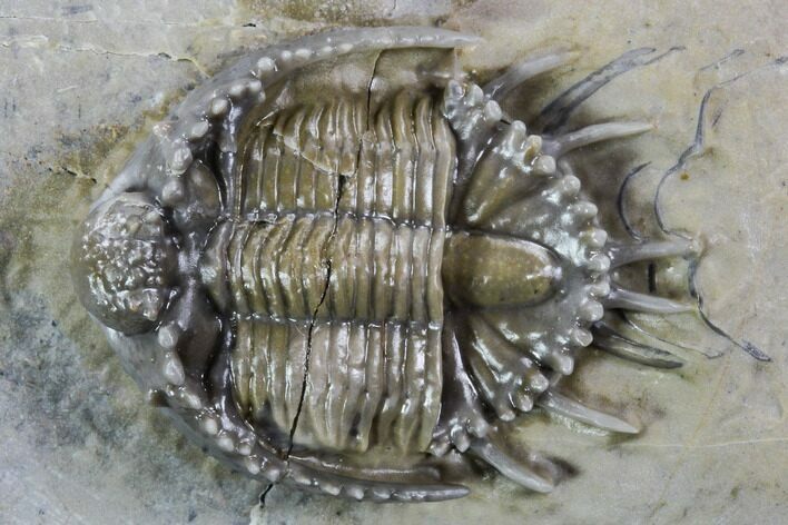 Large, Basseiarges Trilobite - Jorf, Morocco #108685
